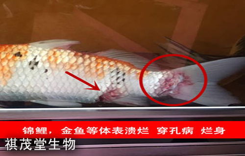 魚類肝膽疾病的成因、防治措施及五黃粉（五黃散）的應用詳解
