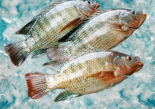 水產人注意 套養這些魚品種，低成本實現病害防治